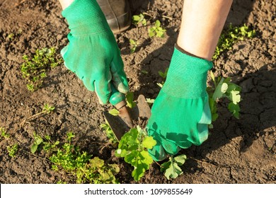 178 Girl Pull Weeds Images, Stock Photos & Vectors 