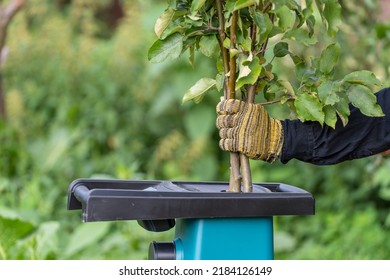 Hands put branches into garden shredder, close up. Man throws branches into a garden chopper or wood chopper for chopping trees. The concept of working in a suburban area.