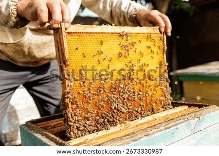 Hands raise a hive frame covered with bees and fresh comb during honey harvest at a rural apiary.