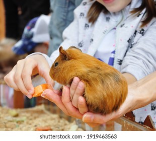 In The Hands Of A Red Guinea Pig, And Children's Hands Give Her Food. A Child Feeds A Red Light Guinea Pig.