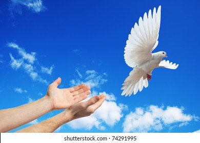 hands released into the blue sky to the sun a white dove - Powered by Shutterstock