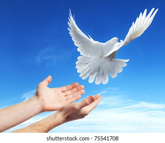 hands released into the blue sky to the sun a white dove