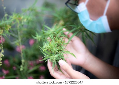 Hände von Forschern studieren Cannabispflanzen von asiatischen.