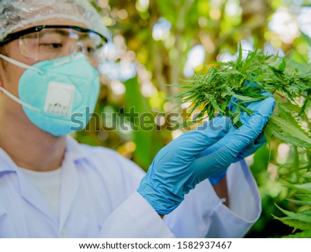 Similar – Image, Stock Photo cannabis leaf