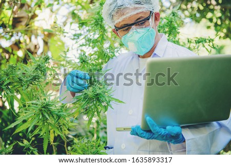 Similar – Image, Stock Photo cannabis leaf