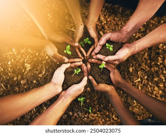 Hands, seedling and plant with soil, growth and hope for sustainability and future. Above people, eco friendly and leaf for support, accountability and development environment or green energy - Powered by Shutterstock