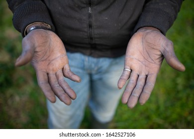 The Hands Of A Senegalese Migrant Who Collects Oranges In The Plain Of Rosarno And San Ferdinando In Calabria.