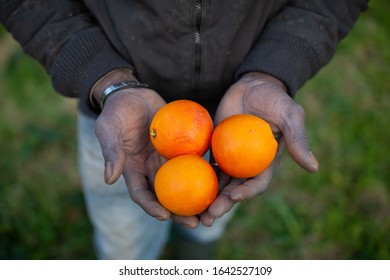 The Hands Of A Senegalese Migrant Who Collects Oranges In The Plain Of Rosarno And San Ferdinando In Calabria.