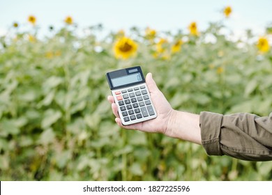 Hands Of Senior Male Farmer In Workwear Holding Calculator With Zero On Its Display Against Green Sunflower Field And Sky On Summer Day