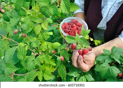 hands of senior woman picking ripe raspberries in the garden - Powered by Shutterstock