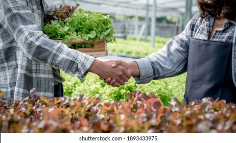 Hands shake after Farmer harvesting vegetable organic salad, lettuce from hydroponic farm to customers.