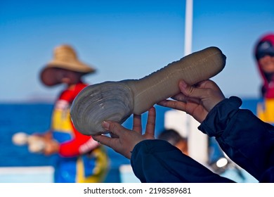 Hands Showing A Big Pacific Geoduck Clam In A Fishing Boat