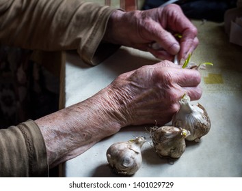 The Hands Of A Sick Old Woman Clean And Touch The Heads Of Garlic Before Cooking In The Old Rustic Kitchen, Selective Focus