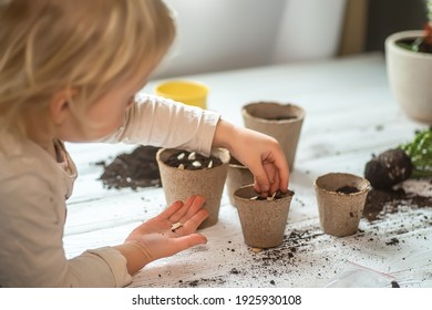 Hands Of A Small Child Planted Seeds At Home. Seeds Of Courgette Or Pumpkin In Open Palm Of Child. Earth Day Concept. Nurturing Baby Plant. Protect Nature. Peat Pots For Planting