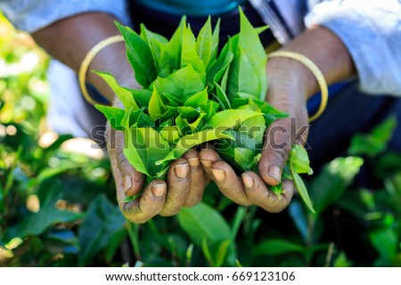 Hands with some tea in a tea fields in Sri Lanka 