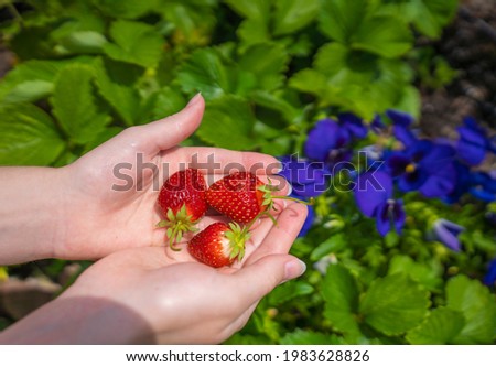Hands with the strawberry closeup. Young female hands with the berry on the strawberry plantation background, focus on foreground.