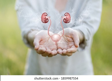 Hands Support The Urinary System Against A Blurred Background.