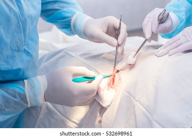 Hands Of Surgeon And Assistant During Surgery, Medical Instruments, Scalpel, Conceptual Photo Of Medicine