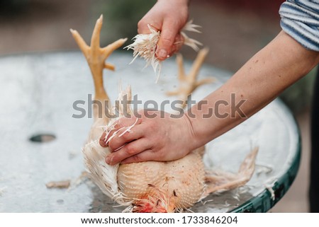 hands take apart a dead chicken remove feathers eco