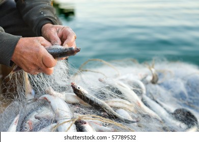 hands take fish out of a net