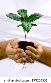 Hands Taking Green Coffee Seedling Plant