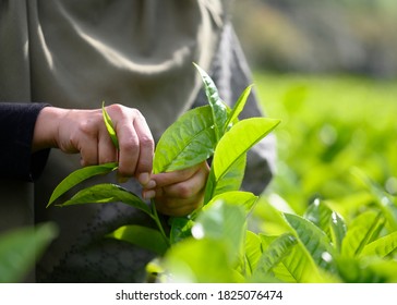 Hands of tea leaves picker on Garut tea plantation, Dayeuh Manggung on a bright sunny day. Selective Focus. Copy Space - Shutterstock ID 1825076474
