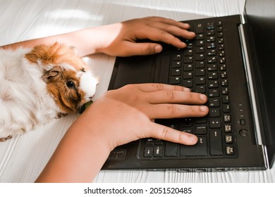 Hands of a teenager working on a laptop computer on the floor next to a guinea pig. home Office concept. back to school