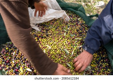 hands that collect and clean the olives during olive harvest with orange nets in Keratea in Greece - Shutterstock ID 2085612184