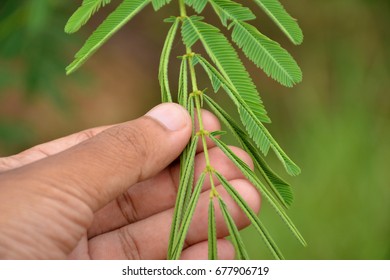 Hands Touch Sensitive Plant  Leaves 