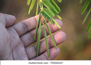 Hands Touch Sensitive Plant Leaves