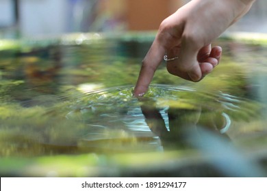 Hands Touch The Surface Of The Water