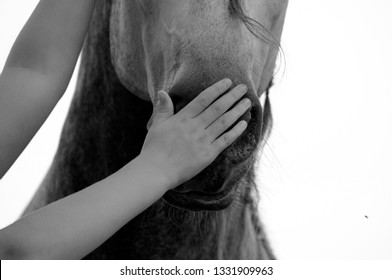 hands touching horse nose
