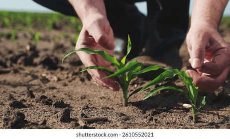 Hands touching sprout of corn sapling. Palms fingers man checking health condition of fresh green plant touch leaves take care of crops sowings seedlings, engage in agriculture on farm, manual labor.
