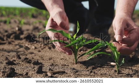 Hands touching sprout of corn sapling. Palms fingers man checking health condition of fresh green plant touch leaves take care of crops sowings seedlings, engage in agriculture on farm, manual labor.