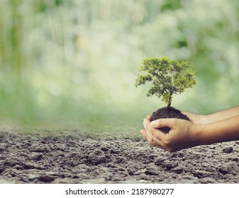 In the hands of trees. Bokeh green Background Female hand holding tree on nature field grass Forest for eco friendly and corporate social responsibility campaign concept - Shutterstock ID 2187980277
