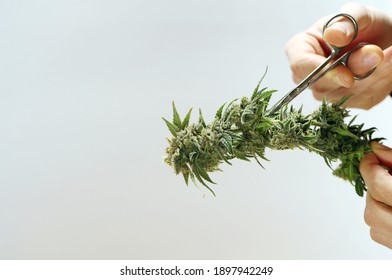 Hands Trimming Cannabis Branch With Scissors. Harvesting Marijuana Plant On White Background. Cultivation Weed. Copy Space