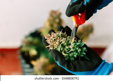 Hands Trimming Cannabis Medical Marijuana 