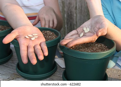 The Hands Of Two Girls Getting Ready To Plant Squash Seeds In Pots For A School Science Project.