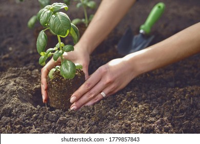 Hands of unknown female are planting young green basil sprout or plant in soil. Organic eco seedling. Sunlight, ground, small garden shovel. Close-up - Powered by Shutterstock