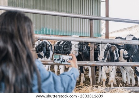 Hands of an unrecognizable young woman farmer taking vertical photos of cows with her mobile phone. Focus on the cows.
