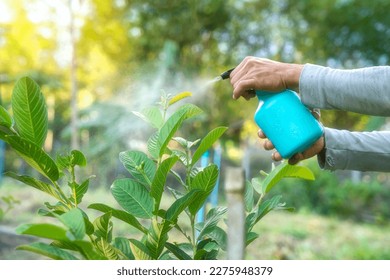 Hands are using a proxy to spray a mixture of insecticide and spray the tops of young plants to kill aphids and pests.