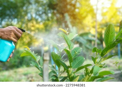 Hands are using a proxy to spray a mixture of insecticide and spray the tops of young plants to kill aphids and pests.