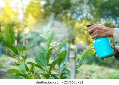 Hands are using a proxy to spray a mixture of insecticide and spray the tops of young plants to kill aphids and pests.