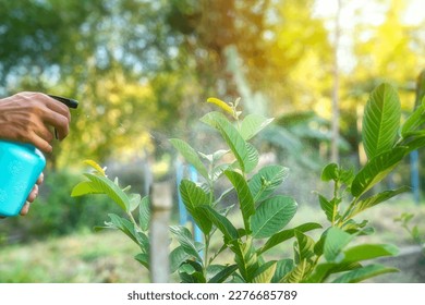 Hands are using a proxy to spray a mixture of insecticide and spray the tops of young plants to kill aphids and pests.