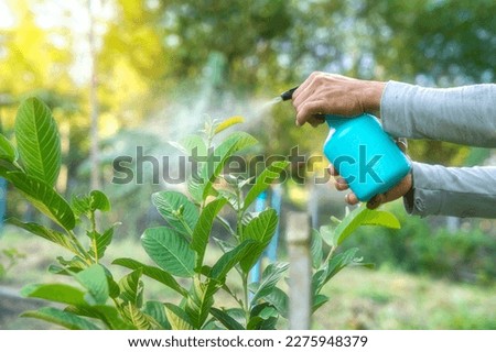 Hands are using a proxy to spray a mixture of insecticide and spray the tops of young plants to kill aphids and pests.