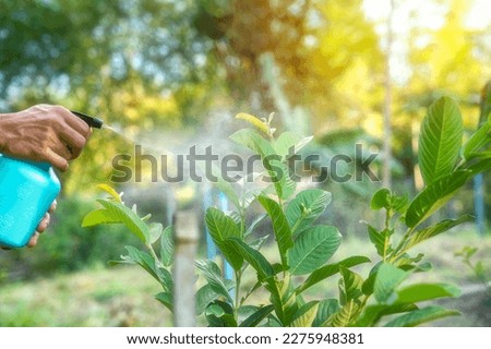 Hands are using a proxy to spray a mixture of insecticide and spray the tops of young plants to kill aphids and pests.
