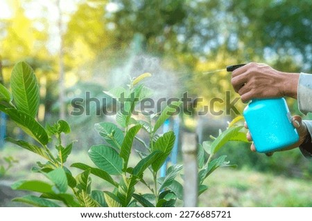 Hands are using a proxy to spray a mixture of insecticide and spray the tops of young plants to kill aphids and pests.