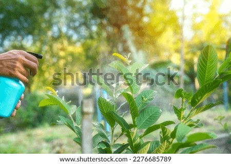 Hands are using a proxy to spray a mixture of insecticide and spray the tops of young plants to kill aphids and pests.
