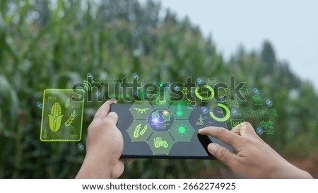 Hands using a tablet with a holographic IoT interface showing agricultural data and automation icons in a corn field. Concept of smart farming, digital agriculture, and precision technology.