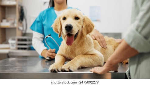 Hands, vet and dog at clinic with consulting, care and stroke for health, development and growth with wellness. People, doctor and golden retriever pet with check, exam and help at animal hospital